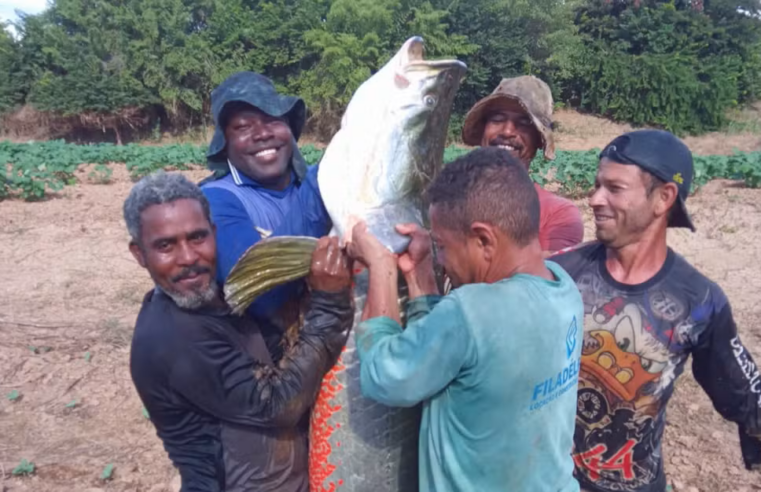 Continua dando o que falar a captura de peixe gigante no Velho Chico