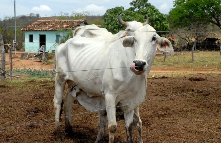 Boi gordo hoje confira as cotações para esta segunda-feira (15)