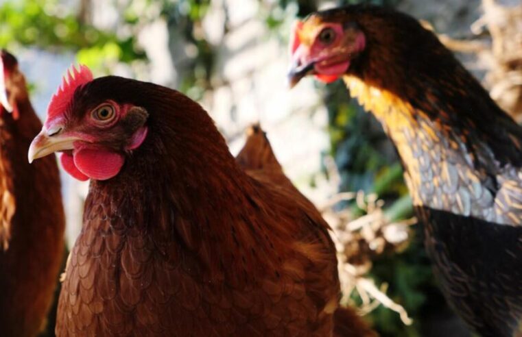 Preços dos ovos descem e a arroba do boi gordo segue em alta