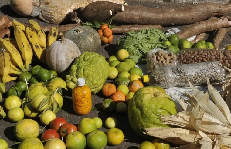 Prazo para adesão ao PAA termina em 19 de janeiro para municípios do Norte e Nordeste