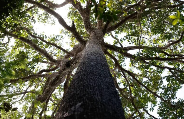 Congresso derruba vetos e flexibiliza Lei do Licenciamento Ambiental