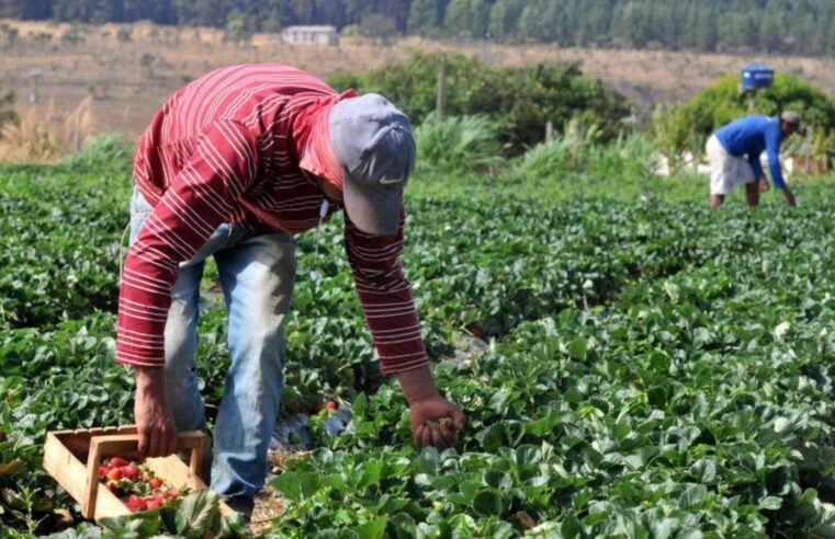 Plano Safra 20252026 crédito rural empresarial cresce 6% e soma R$ 316,57 bilhões