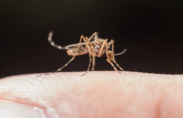 Dengue: Brasil tem 3,2 mil casos a cada 100 mil habitantes.