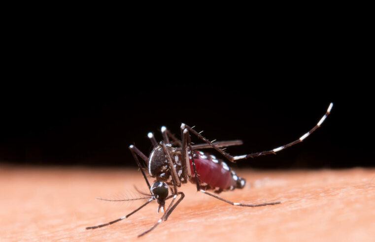 Brasil inaugura maior biofábrica do mundo para produção da bactéria Wolbachia