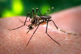 Minas Gerais registrou mais de 327 mil casos de dengue em 2023.