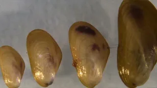 Pesquisadores da Unimontes identificam mexilhão dourado no São Francisco e acendem alerta