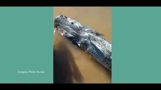 Surubim morre engasgado com tambaqui dizem pescadores de São Francisco