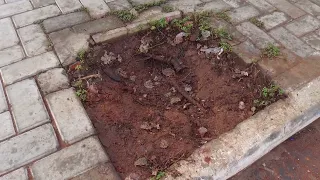 Denuncia. Óleo de cozinha e diesel descartados em pés de ipês na orla do cais em Januária