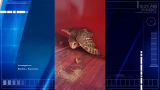 Animal silvestre em situação de risco é capturado pelos bombeiros