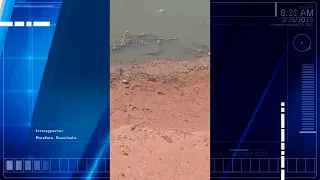 Filhotes de jacarés são vistos na Lagoa do Velho Chico