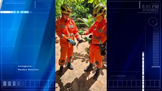 Jiboia de 1 metro é capturada em jardim de residência
