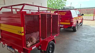 Últimas informações sobre a onça atropelada em Januária