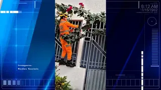 Bombeiros capturam iguana gigante no Riacho da Cruz