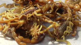 Infestação de escorpiões. Em uma só residência foram mais de 30 capturados