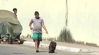 Iniciada a vacinação contra a raiva em cães gatos