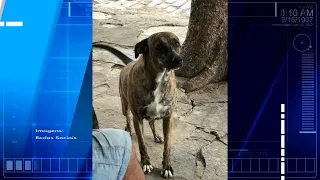 ONG de defesa animal procura por “xuxa”