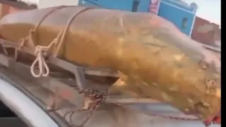 Pirarucu na bacia do Velho Chico. Mais um gigante é capturado