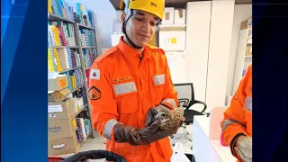 Bombeiros resgatam coruja dentro de uma farmácia