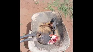 Possível ataque de onça causa preocupação na comunidade de Jibóia em São Francisco