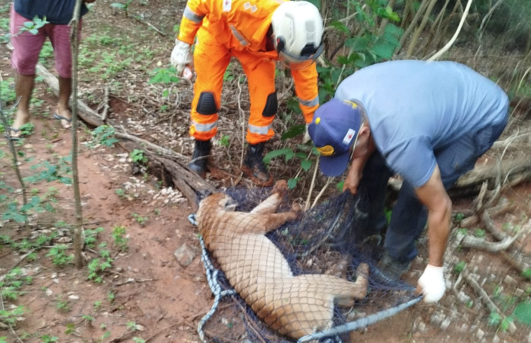 Tudo sobre a onça atropelada perto do Peruaçu. Veja aqui fotos, vídeos e entrevista!