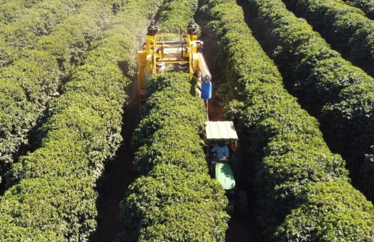 Escassez de mão de obra acelera mecanização da colheita de café