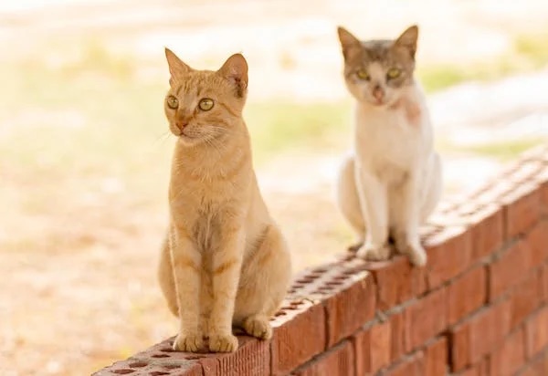Governo abrirá inscrições para municípios que desejam receber recursos para castração de cães e gatos.
