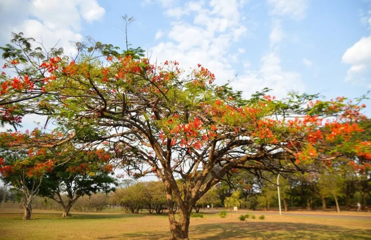 Primavera 2024: clima seco deve continuar até meados novembro.