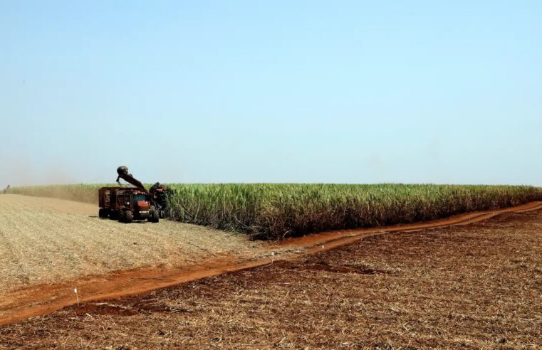 IBGE prevê safra de 300 milhões de toneladas para 2024.