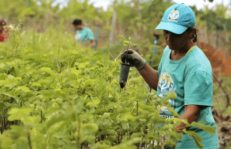 TCU aponta rombo de R$ 187,1 bi na previdência rural