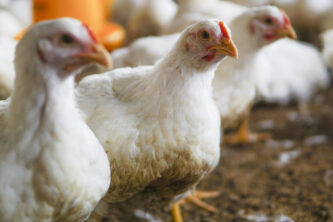 Gripe aviária: Brasil confirma novo foco em aves domésticas no Mato Grosso