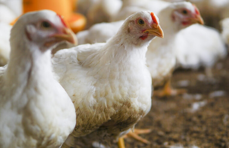 Gripe aviária: apenas dois casos confirmados e 12 seguem sob investigação; não há restrição de consumo